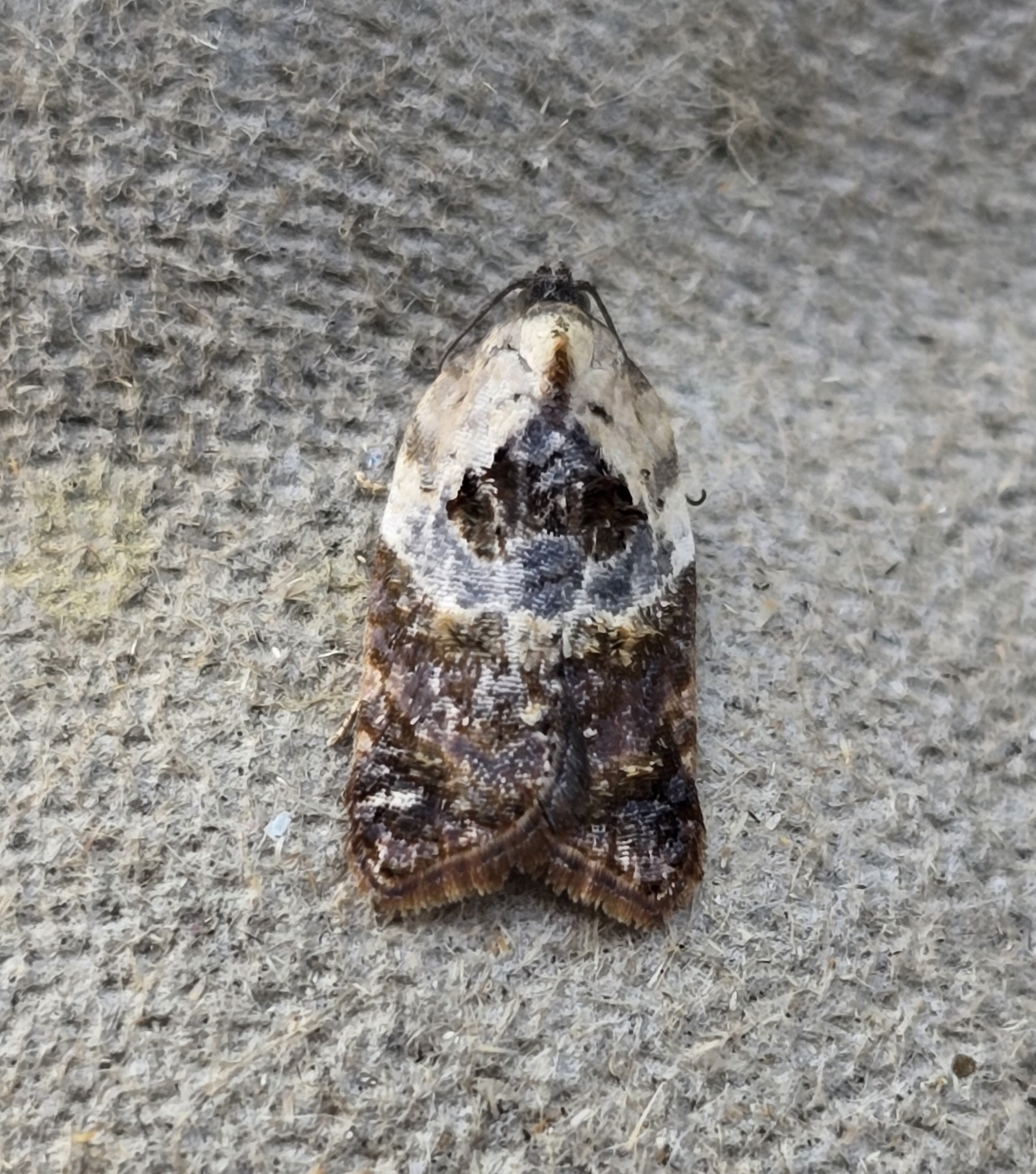 Photo of Garden Rose Tortrix (Acleris variegana)